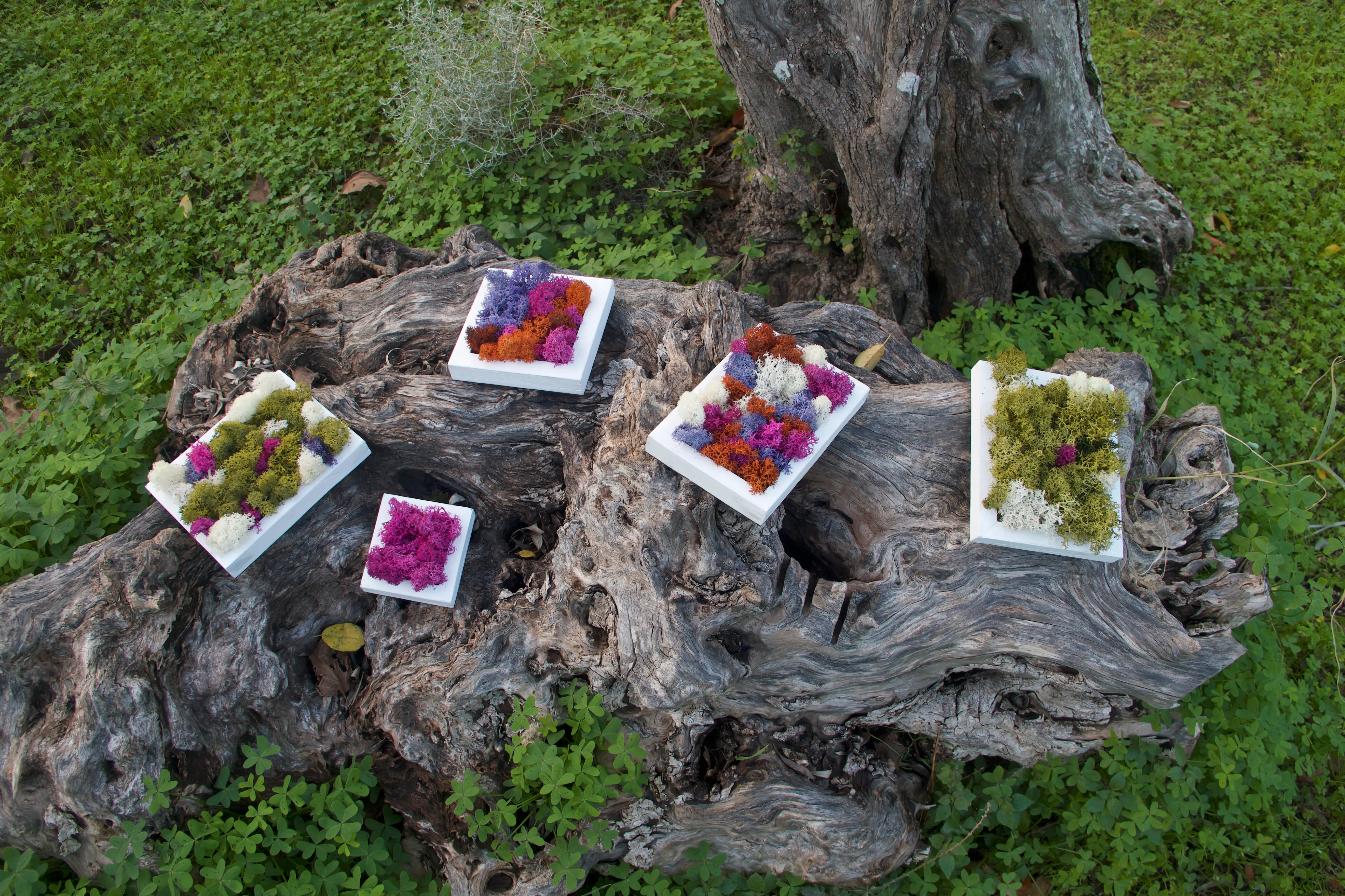 Quadro Lichene Stabilizzato